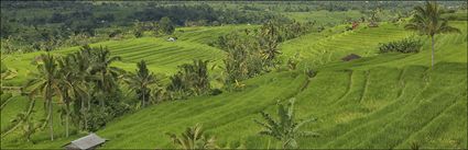 Rice Terraces - Bali (PBH4 00 16645)